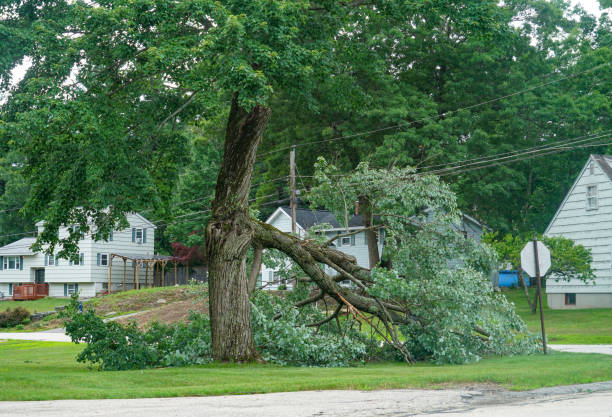 Why Choose Our Tree Removal Services in Cleary, MS?